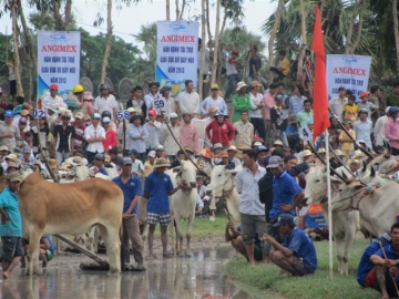 chu nhan chuc vo dich  ??dua bo bay nui 2013 ?? thich thu voi phan thuong tai tro tu angimex