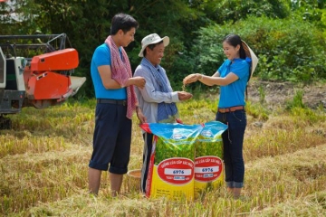 trung tam phat trien vung nguyen lieu cua angimex trung thau ban lua giong