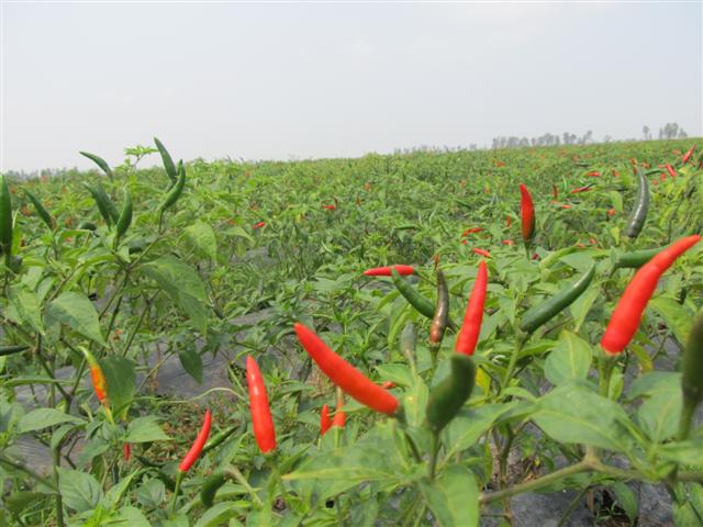 vi nong thon an giang tot dep angimex tiep tuc trao tang mai am cho ho ngheo