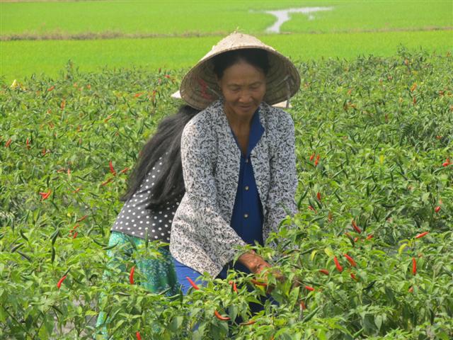 vi nong thon an giang tot dep angimex tiep tuc trao tang mai am cho ho ngheo