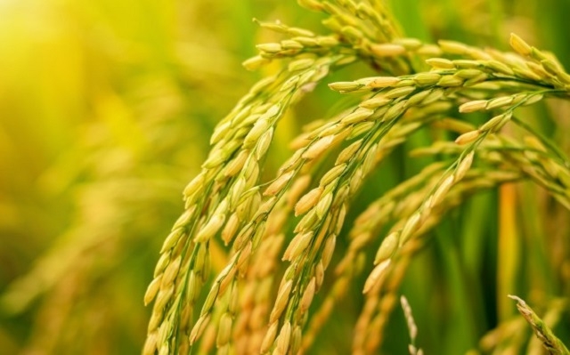 angimex food is proud of international quality in every rice